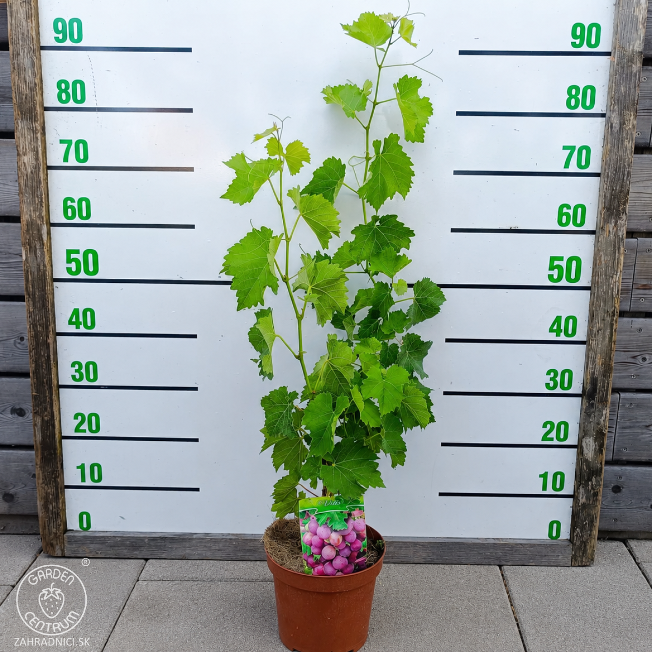 Obrázok Vinič hroznorodý (Vitis vinifera) ‘SOUVIGNIER GRIS’– výška 70-90 cm, kont. C3L